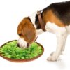 Pet's Puzzle Snuffle Mat for Dogs - 18-Inch Square Cube, Polar Fleece Material - Image 5